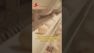 Trang trại | Thu trứng ổn định với tỷ lệ vỡ 0,2% #poultryfarm #chicken #factoryproducts