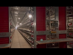 Hệ thống lồng gà lớp H hoàn toàn tự động chống ăn mòn