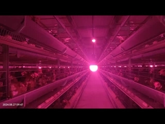 Tỷ lệ trục trặc thấp Hệ thống cho ăn gia cầm Kiểm soát chính xác cho nuôi gà con