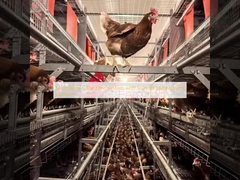 Hệ thống không lồng nhiều lớp với nền tảng di chuyển đầy đủ