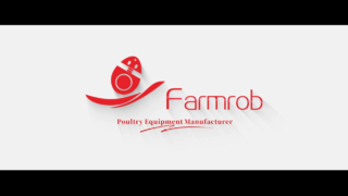 Chuồng nuôi gà mái tơ