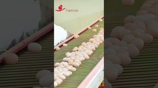trang trại | Hệ thống thu gom trứng ổn định được thiết kế và sản xuất bởi Farmrob #poultryfarm #chicken