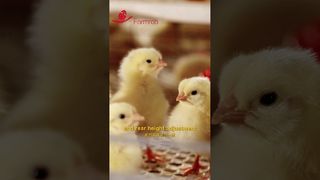 Trang trại | Hệ thống cho ăn và uống tự động cho gà hậu bị #farming #manufacturing #poultryfarm