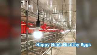 Hệ thống chăn nuôi gia cầm không lồng Bản năng tự nhiên